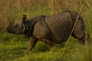 rhino